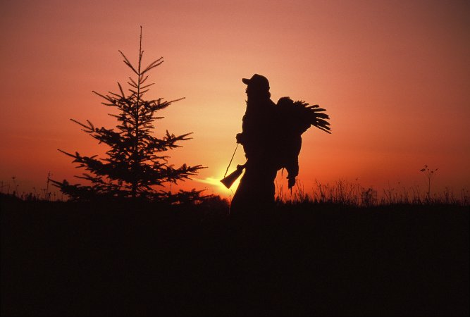 Wisconsin Spring Turkey Harvest Hits 20-Year Low