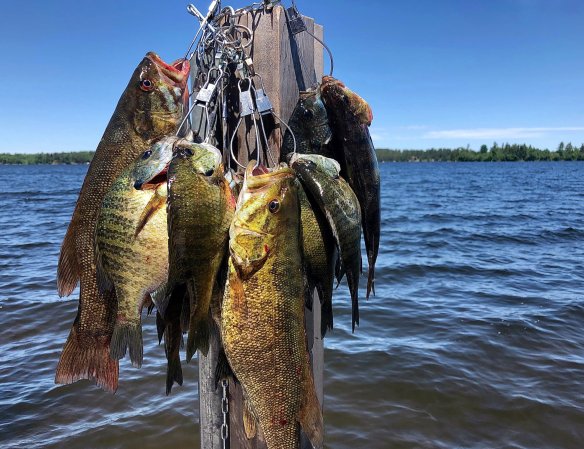 A surge in fishing pressure is a thorny problem fisheries biologists are currently trying to understand.