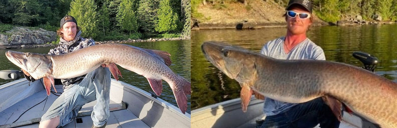 Muskies caught in Canada