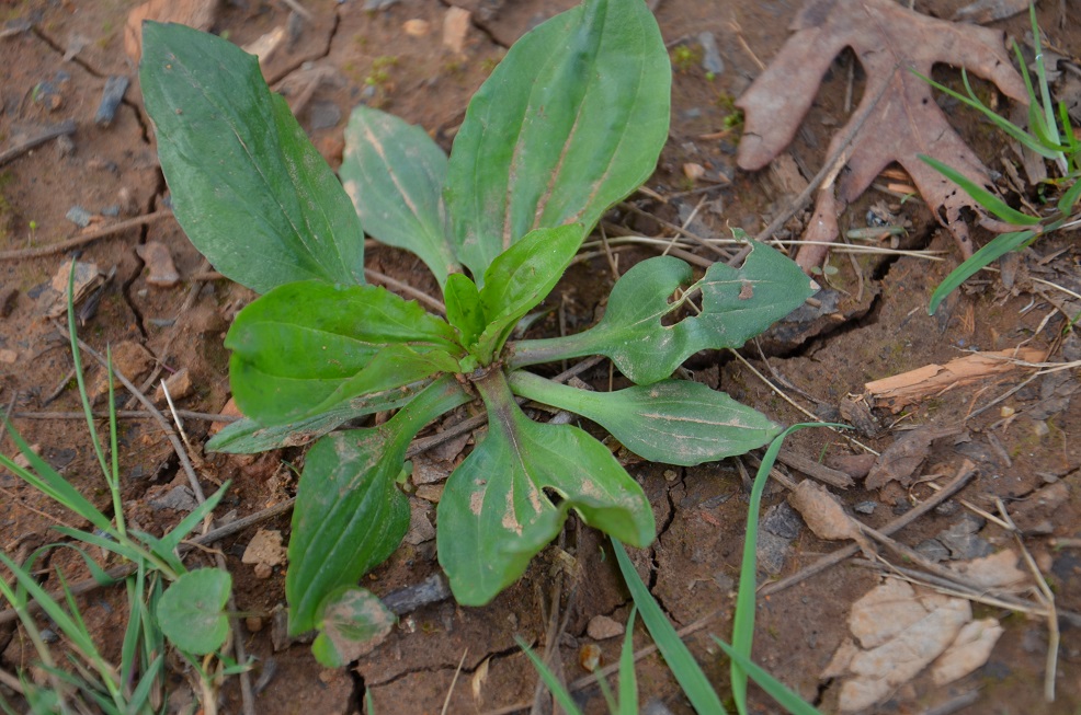 plantain plants