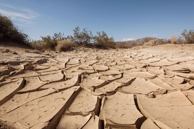 drought in joshua tree