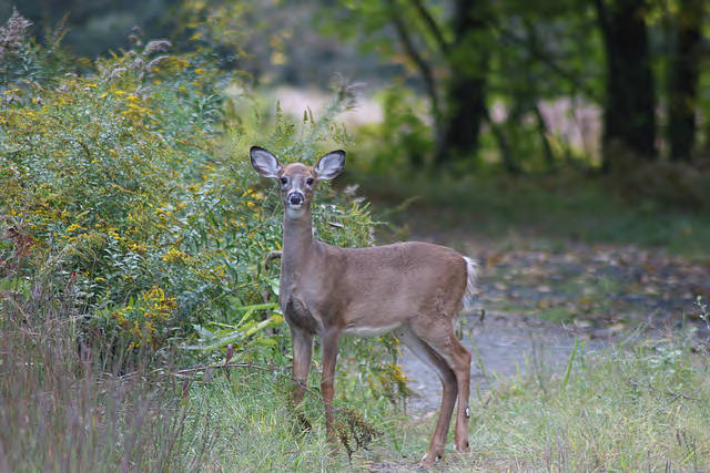 Diet could have an affect on fawn recruitment.