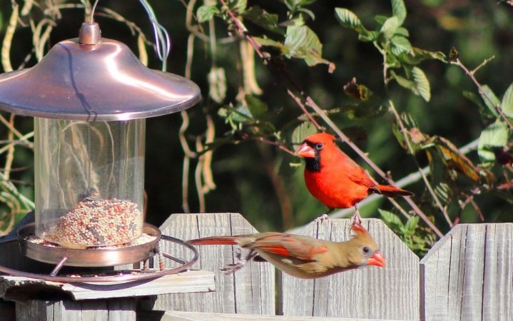 Two colored birds as they fly and nest on the left side of their food which is made of glass with a silver lid on it between some flowers and trees.