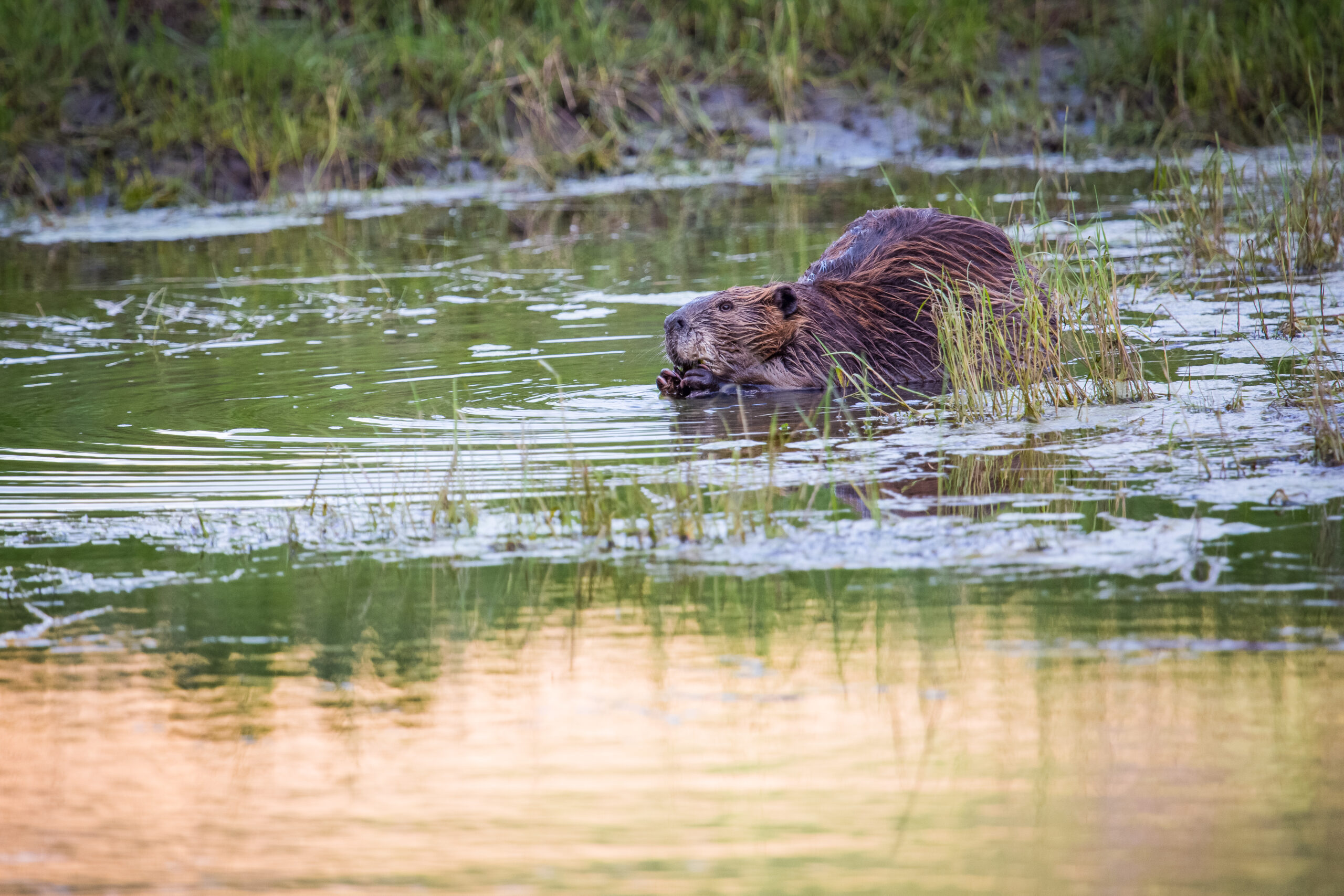 Anti-hunting arguments don't consider the extensive and expensive damage wildlife would cause without trapping and other management practices.