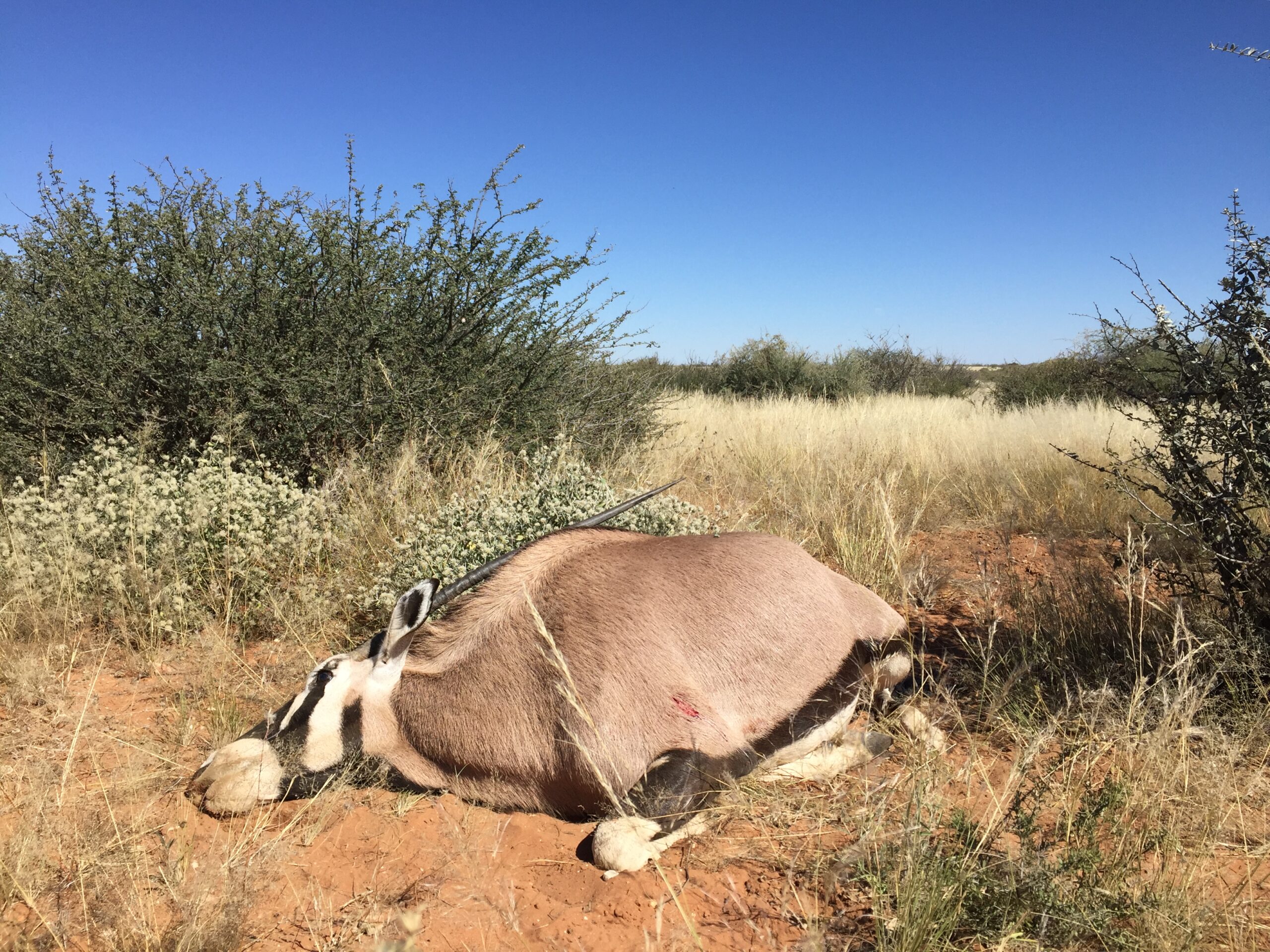 A female gemsbok taken on a plains-game hunt in Namibia.