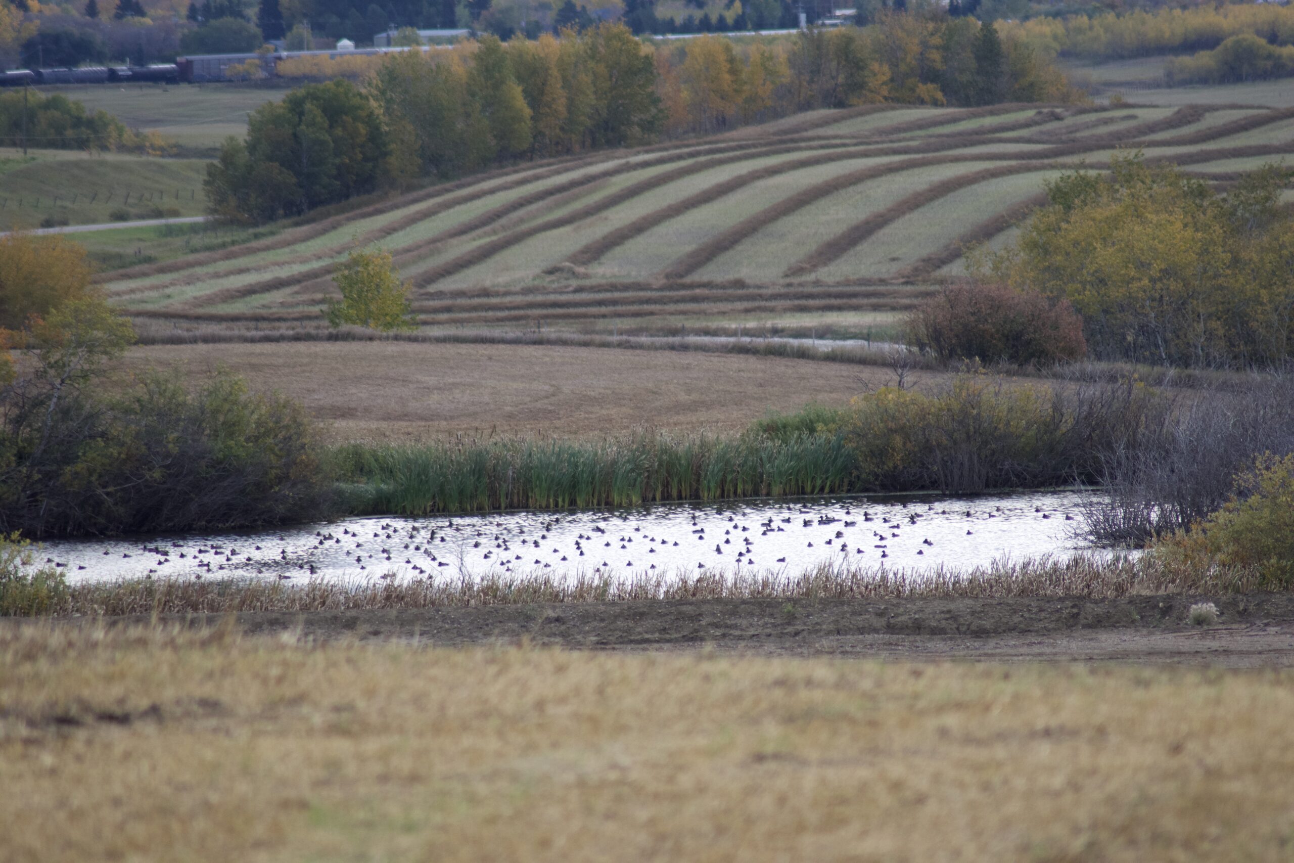 Duck production is down.