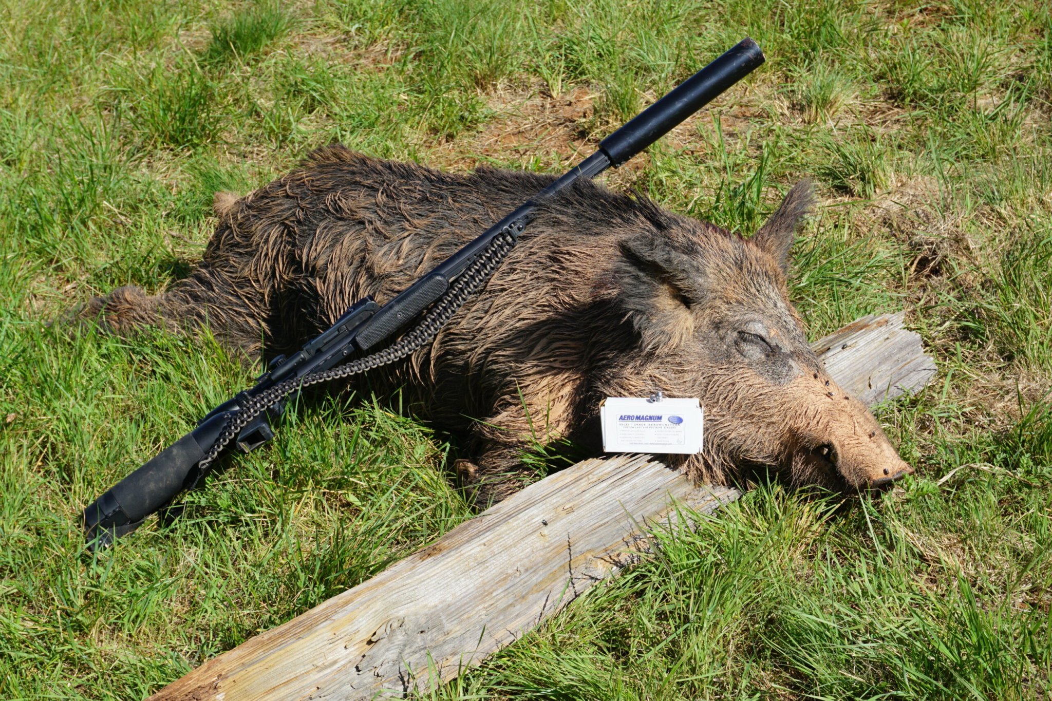 Airforce Texan hog hunt