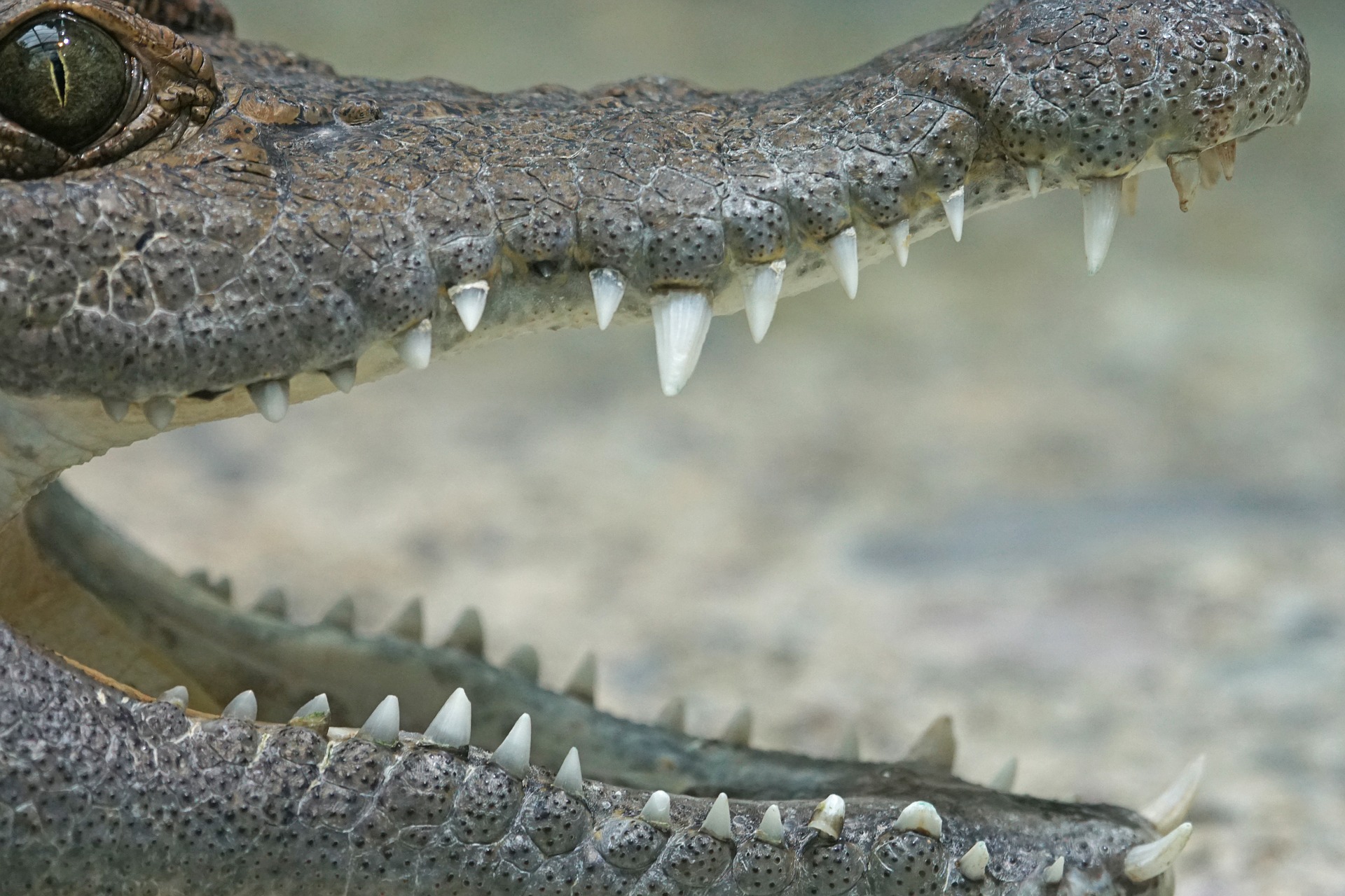 Teen ripped apart and beheaded by crocodile during fishing trip