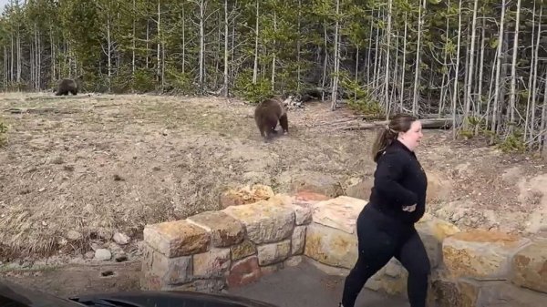 Grizzly Bear Charges At Guided Alaskan Tour in Harrowing Video