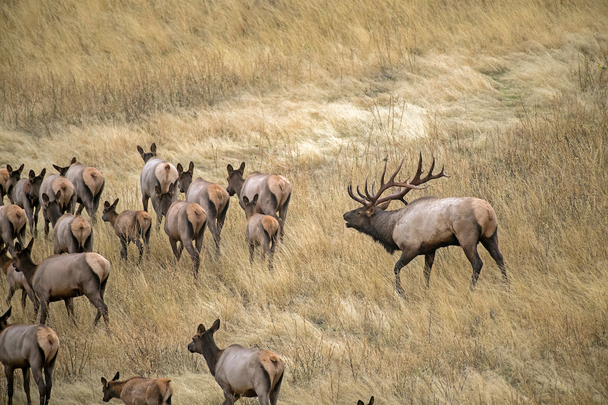 How to Make Hunting Pressure Work to Your Advantage | Outdoor Life