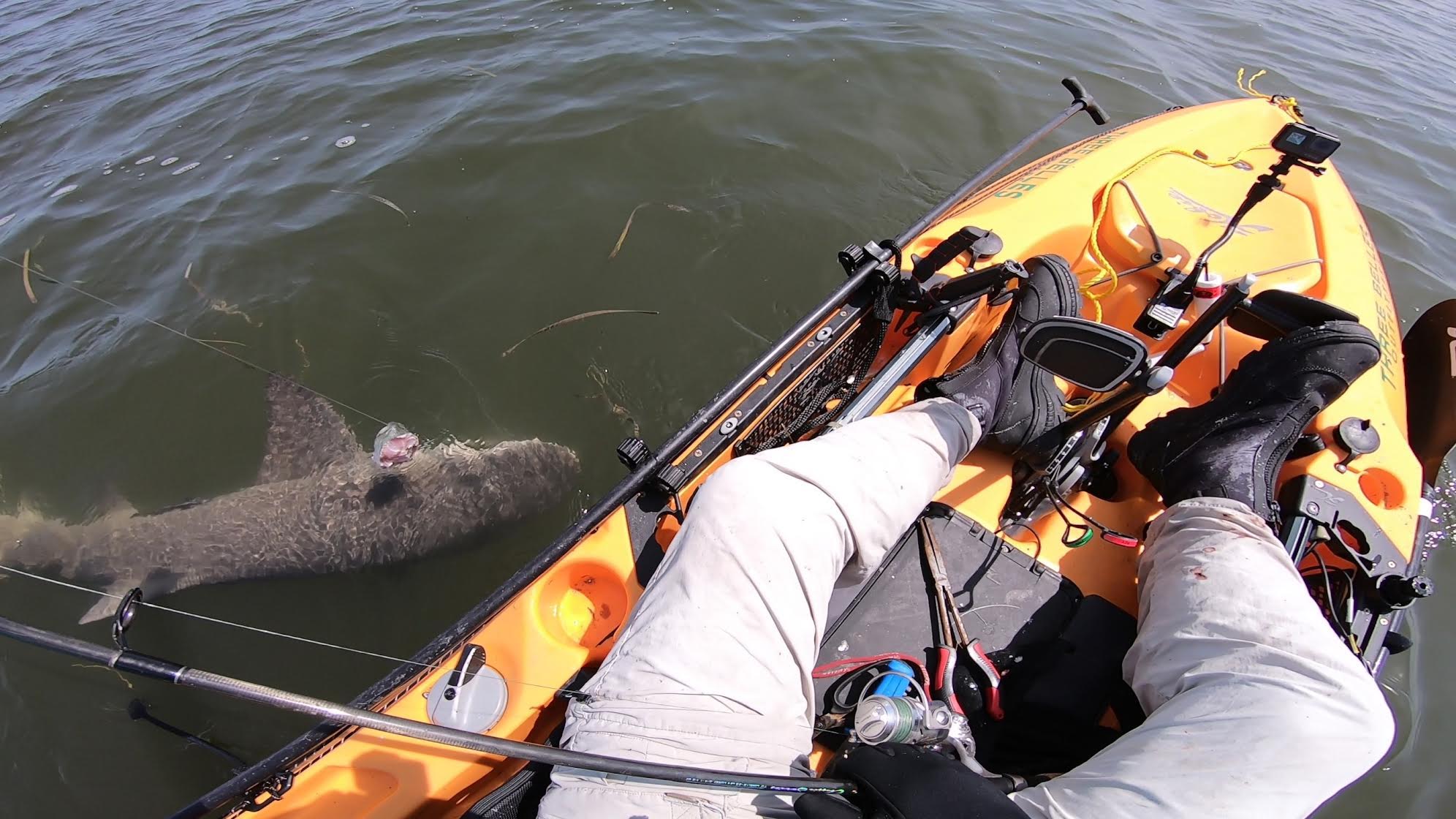 A shark swims next to a fisherman