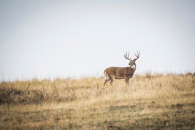 bowhunting range