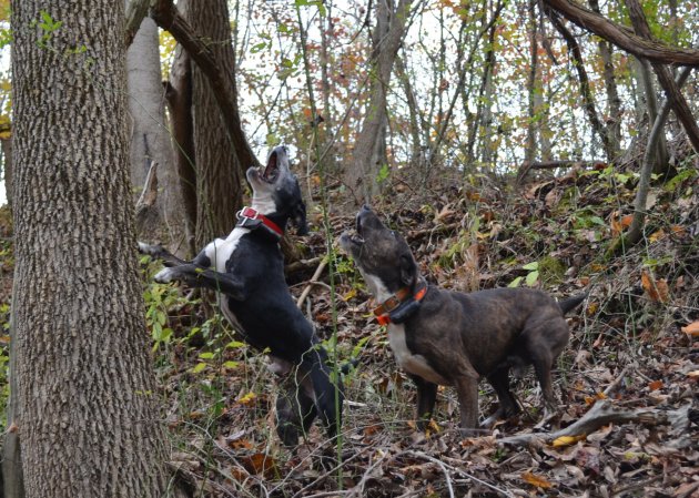 Find a legit squirrel dog breeder.