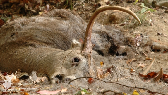 Common Whitetail Diseases