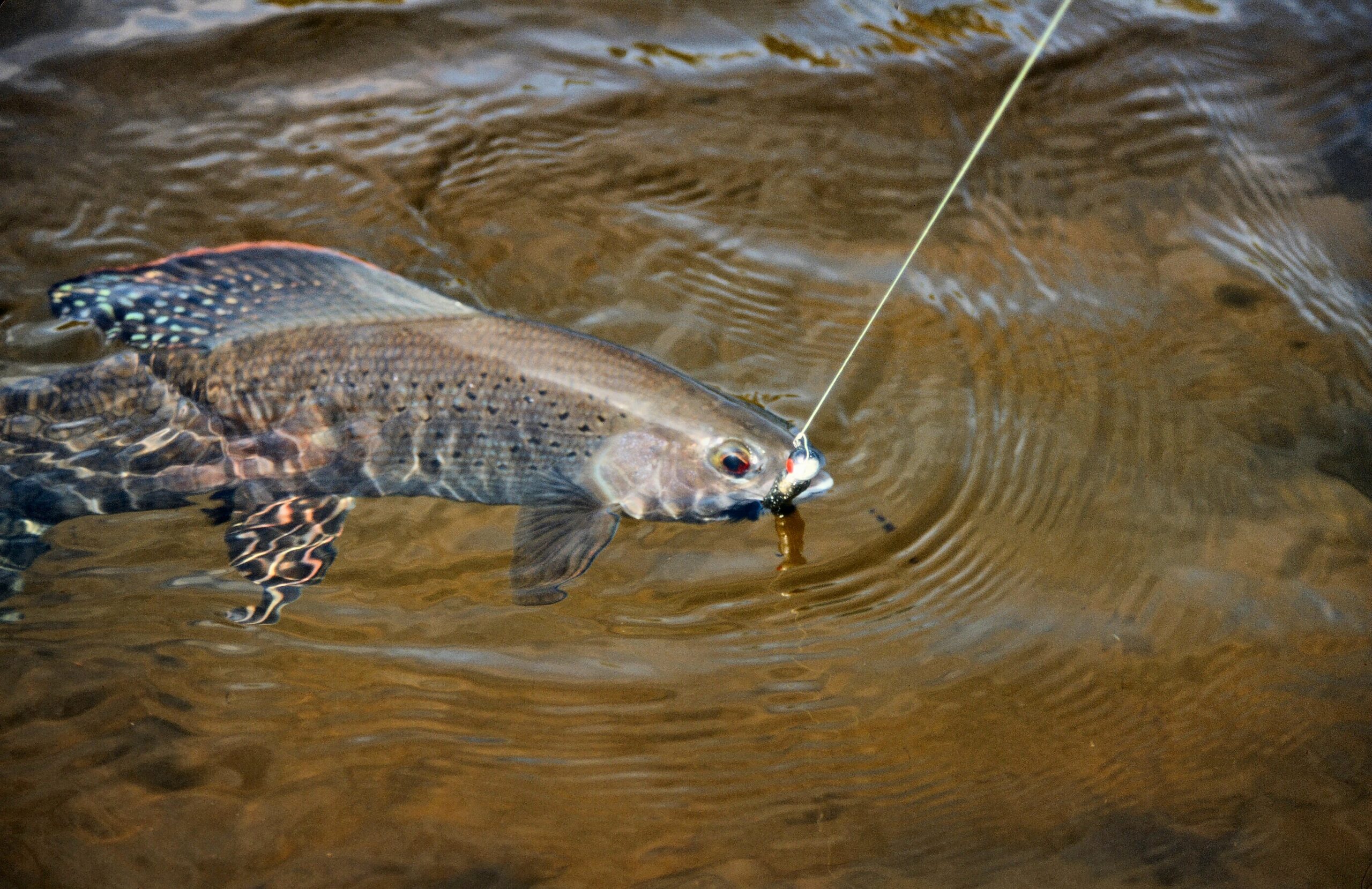 The Arctic Grayling Returns to Michigan Outdoor Life