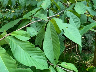 9 Reasons the Pawpaw Is the Ultimate Tree for Survivalists | Outdoor Life