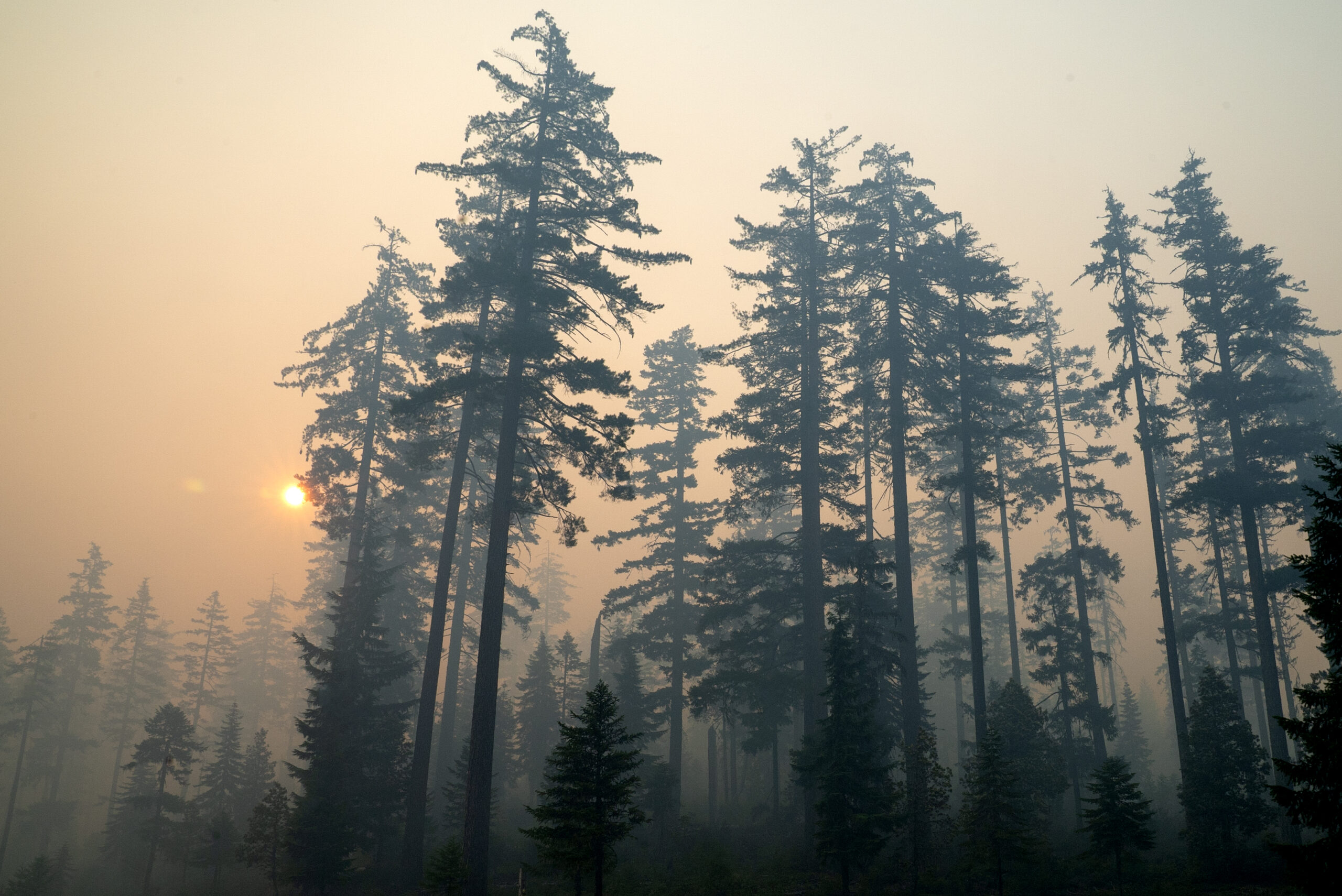 Western drought and wildfires spell bad news for wildlife.