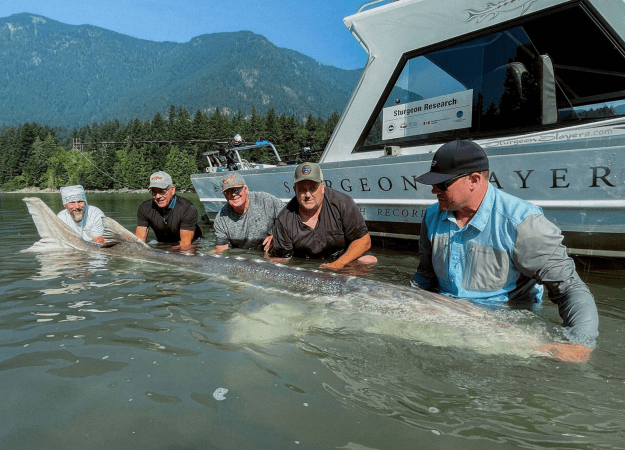 White sturgeon caught in British Columbia.