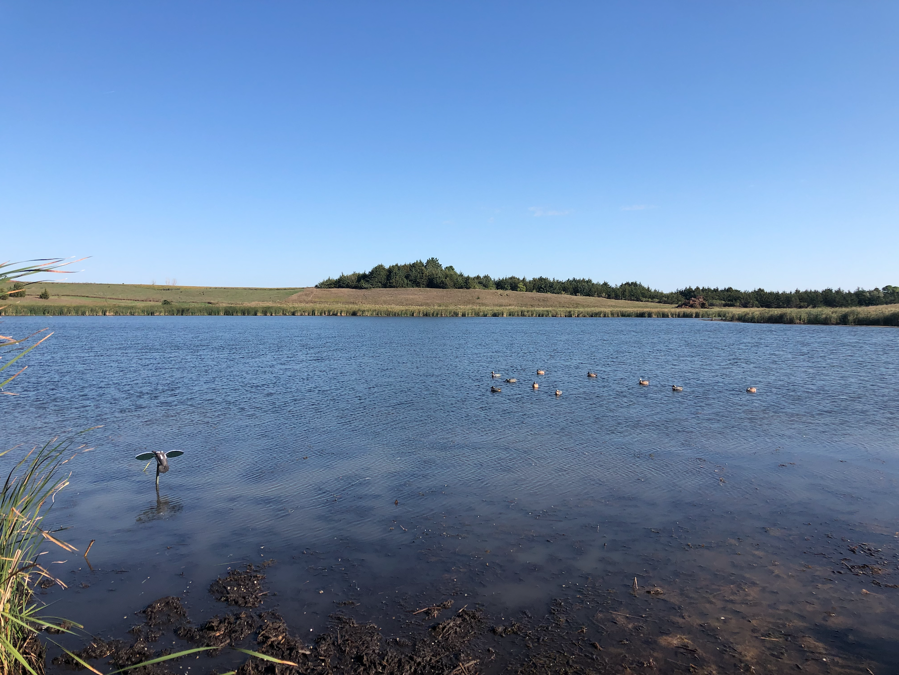 teal season minnesota