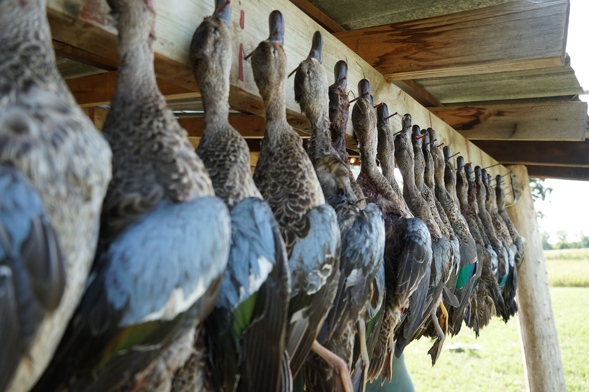 minnesota teal season