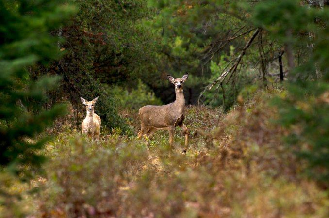 Still hunting from the ground is a good option for hunters who don't want or have a blind or treestand.