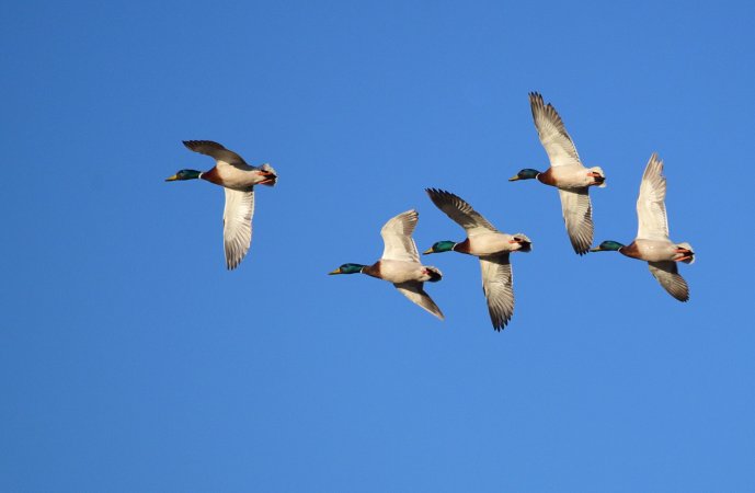 USFWS studies show the duck crippling rate is one in five birds.