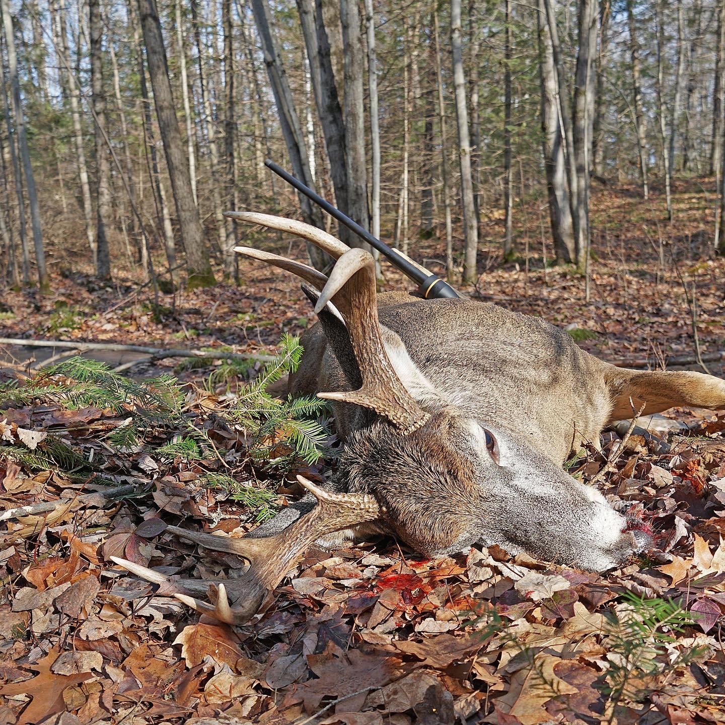 Alex Robinson's Wisconsin buck.