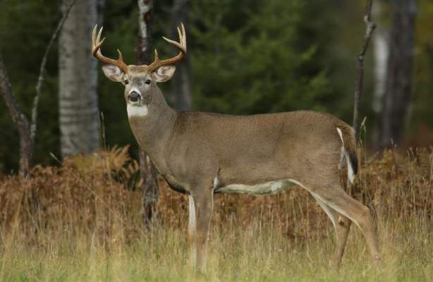 The 3 Best OTC States for Midwestern Whitetails | Outdoor Life
