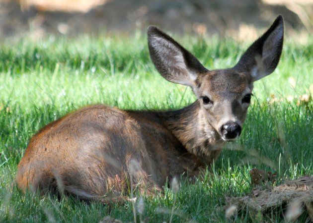 Adenovirus hemorrhagic disease is killing blacktail deer on B.C. islands.