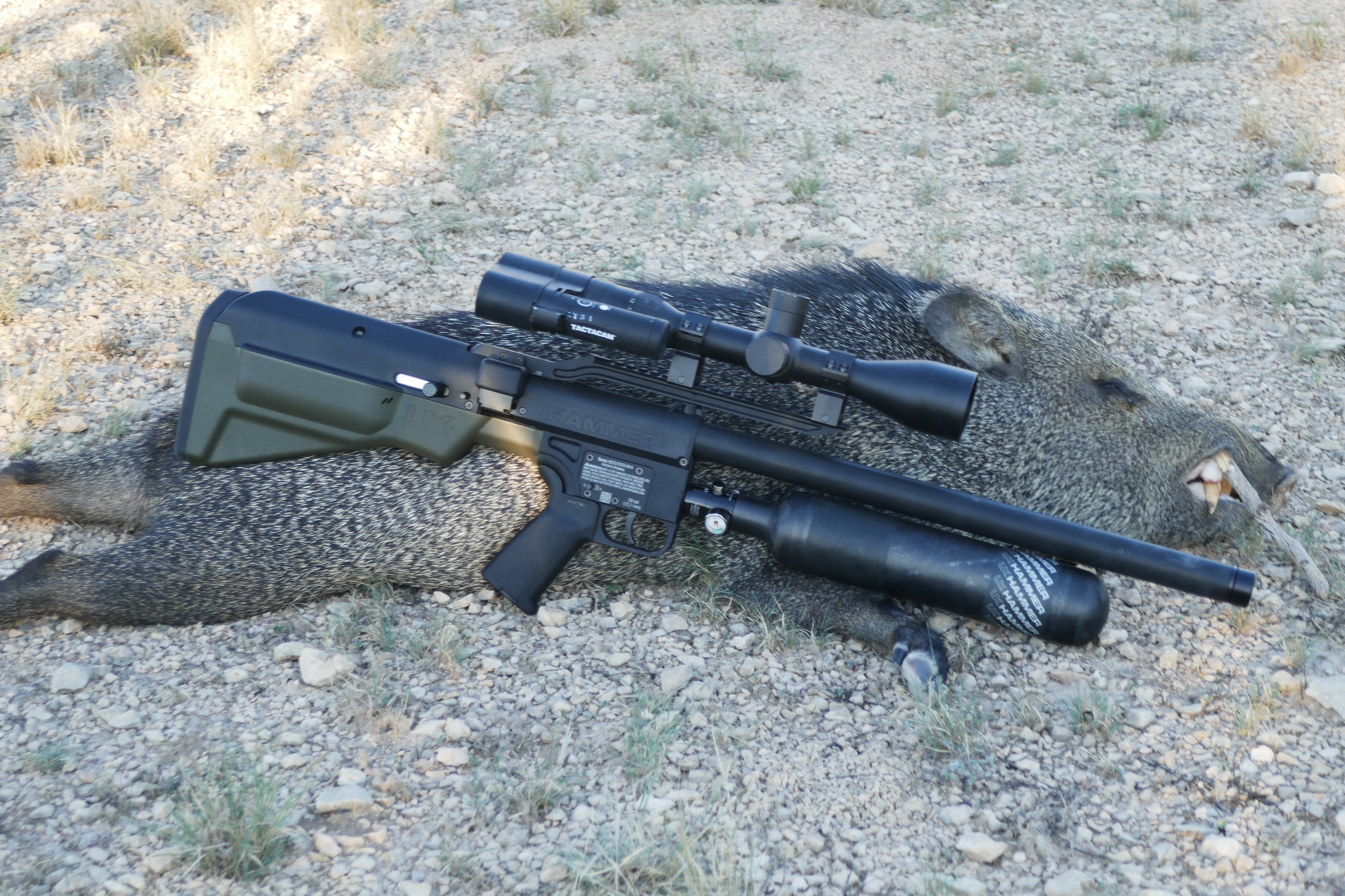 A javelina taken with the Umarex Hammer.