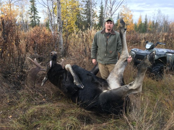 Packing out an Alaska moose is a chore.