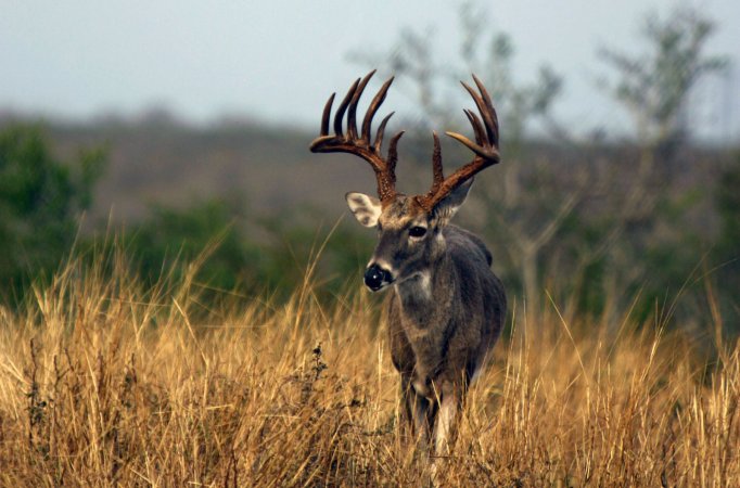 texas buck