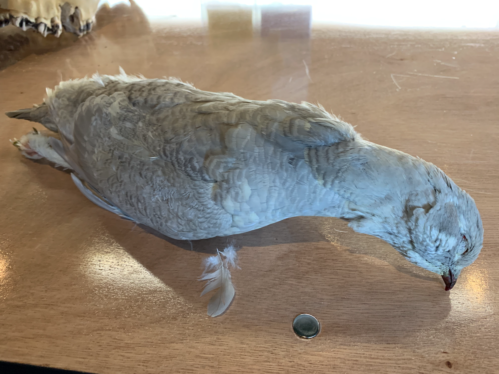 Leucistic spruce grouse