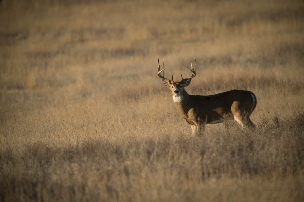 Wisconsin Recommends Wearing Mask to Field-Dress Deer | Outdoor Life