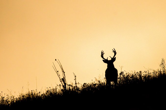 whitetail buck at sunset