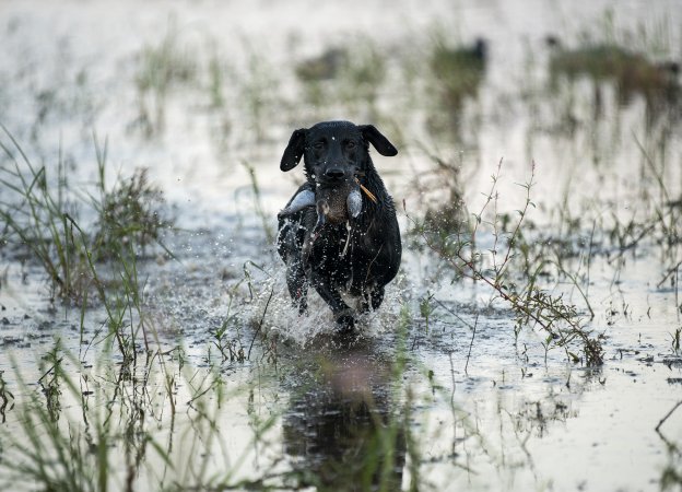 Early-Season Teal Hunting Tactics You’ve Never Tried (But Should)