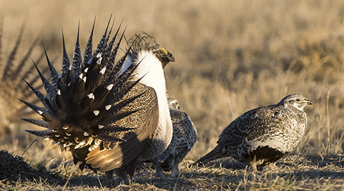 Montana has a wide variety of upland birds.