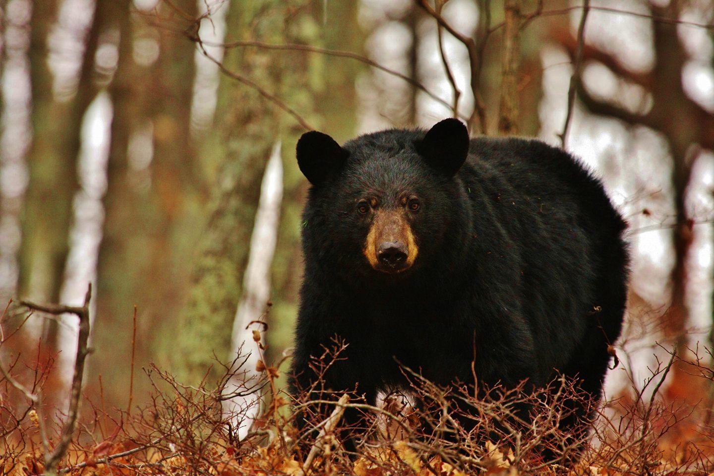 Missouri's First Bear Season Ends Short Of Harvest Quota | Outdoor Life