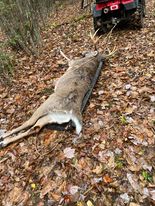 Fortin shot this giant on opening weekend.