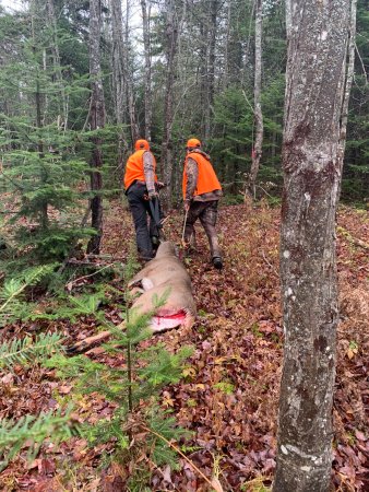 5 Maine Whitetails That Weighed Over 200 Pounds in 2021