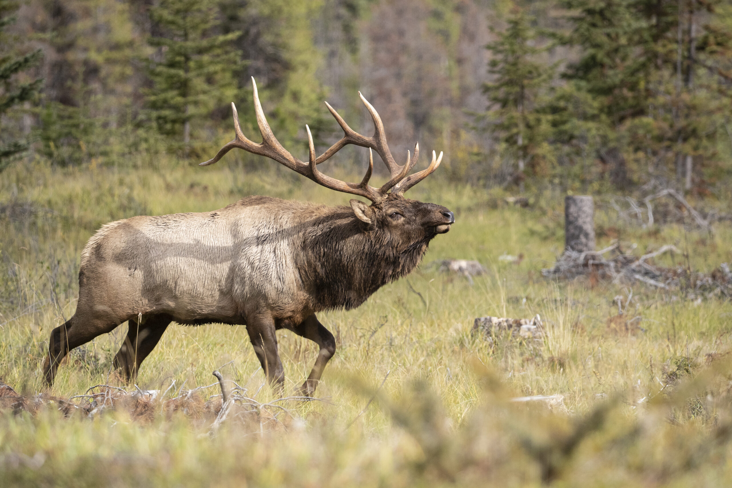 Point creep is affecting some limited draw application results in Colorado.