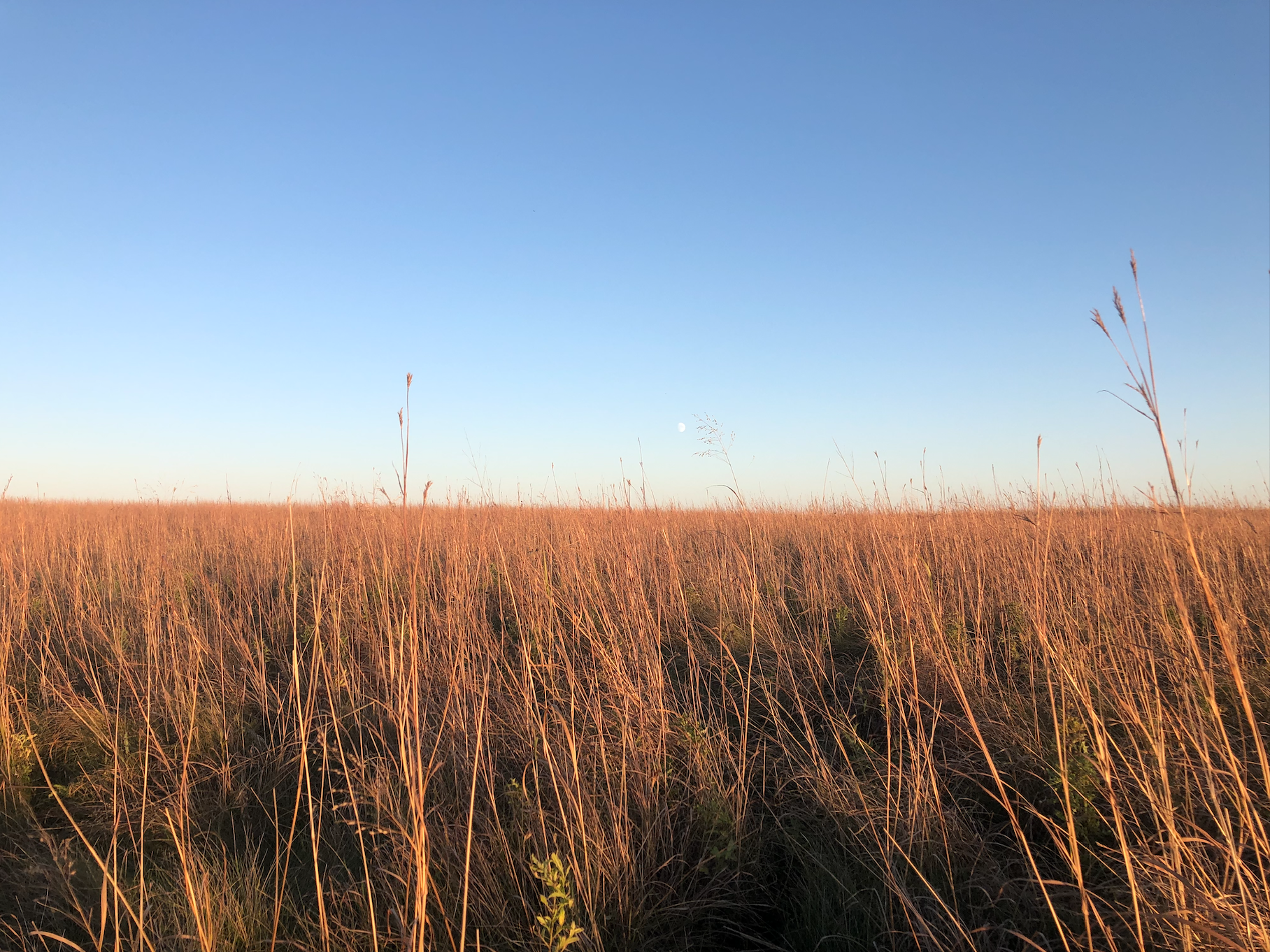 crep field in south dakota