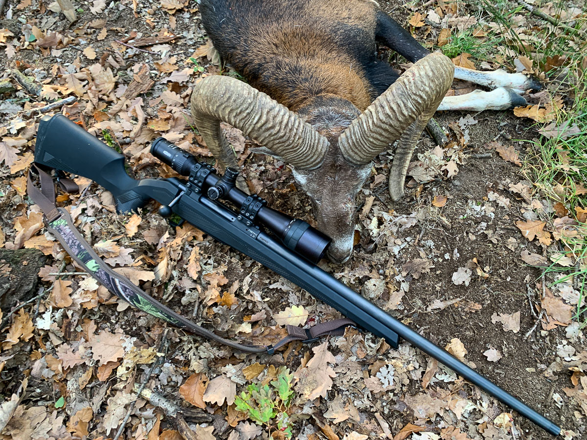 CZ 600 and mouflon sheep