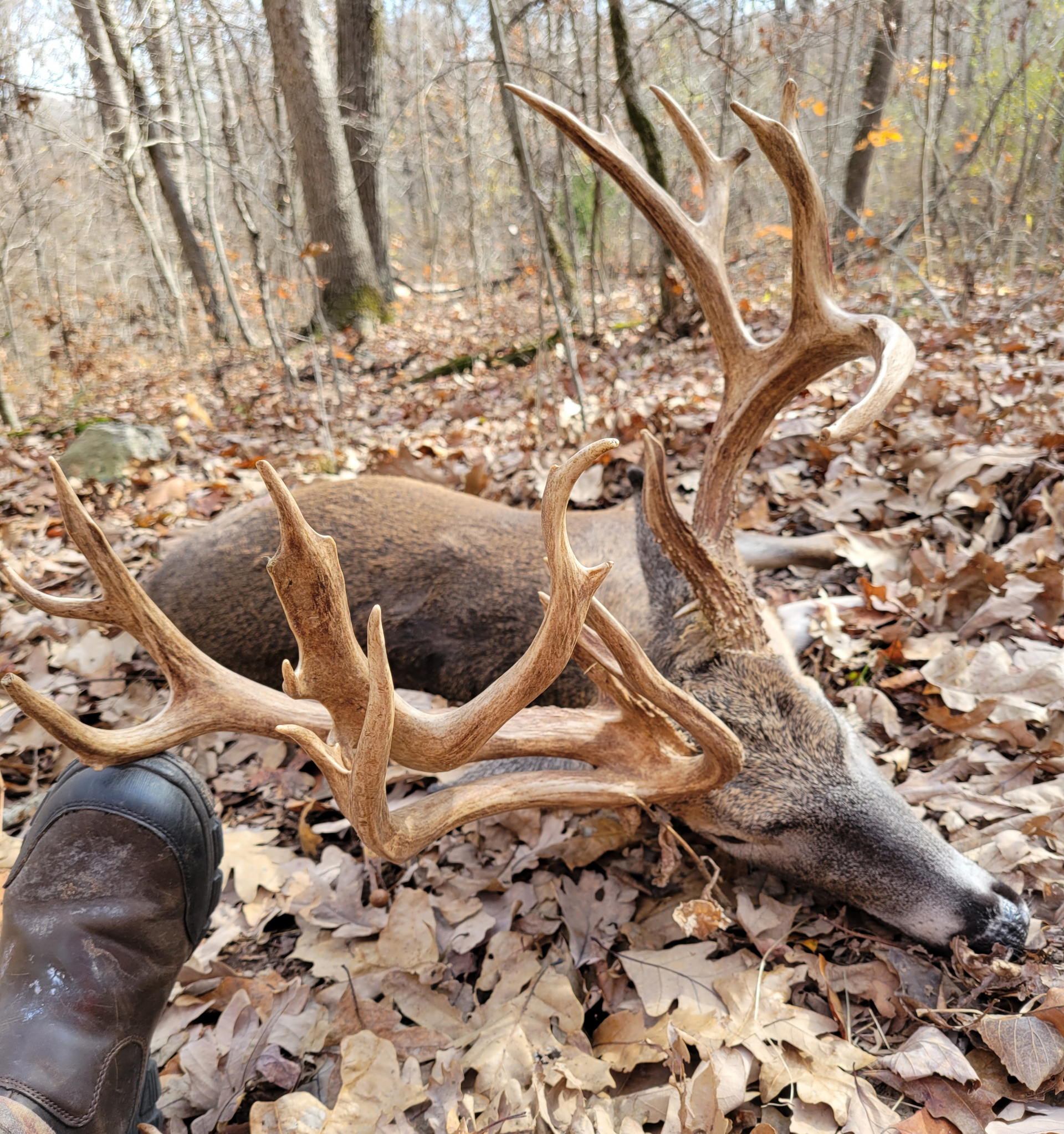 A big Missouri buck taken in 2021.