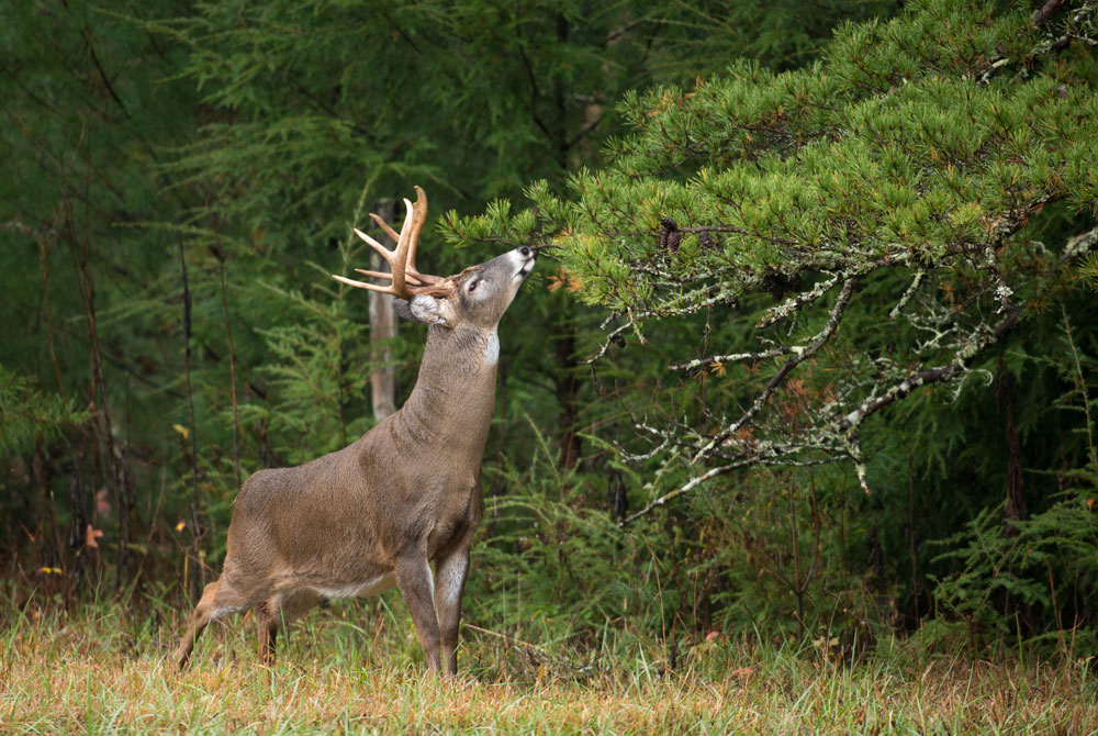 35 Deer Hunting Tips to Read Before This Season