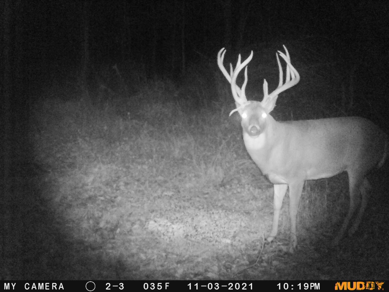 A trail camera photo of a big Kansas buck.