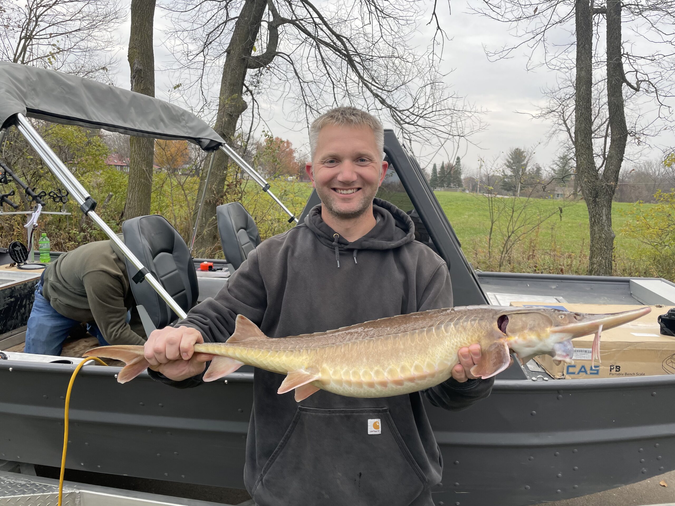 A near world-record shovelnose sturgeon, caught and released in Illionis.