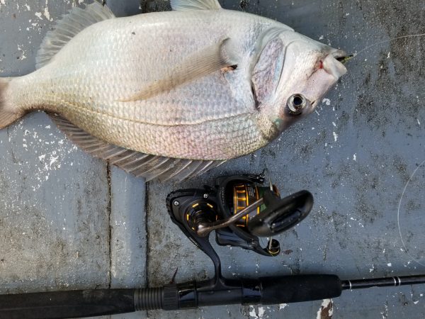Daiwa Fuego LT Review: Best Fishing Reel Under $100