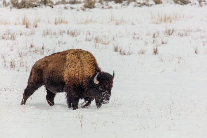 Feds Announce Plan to Restore Bison Populations and Improve America’s Grasslands