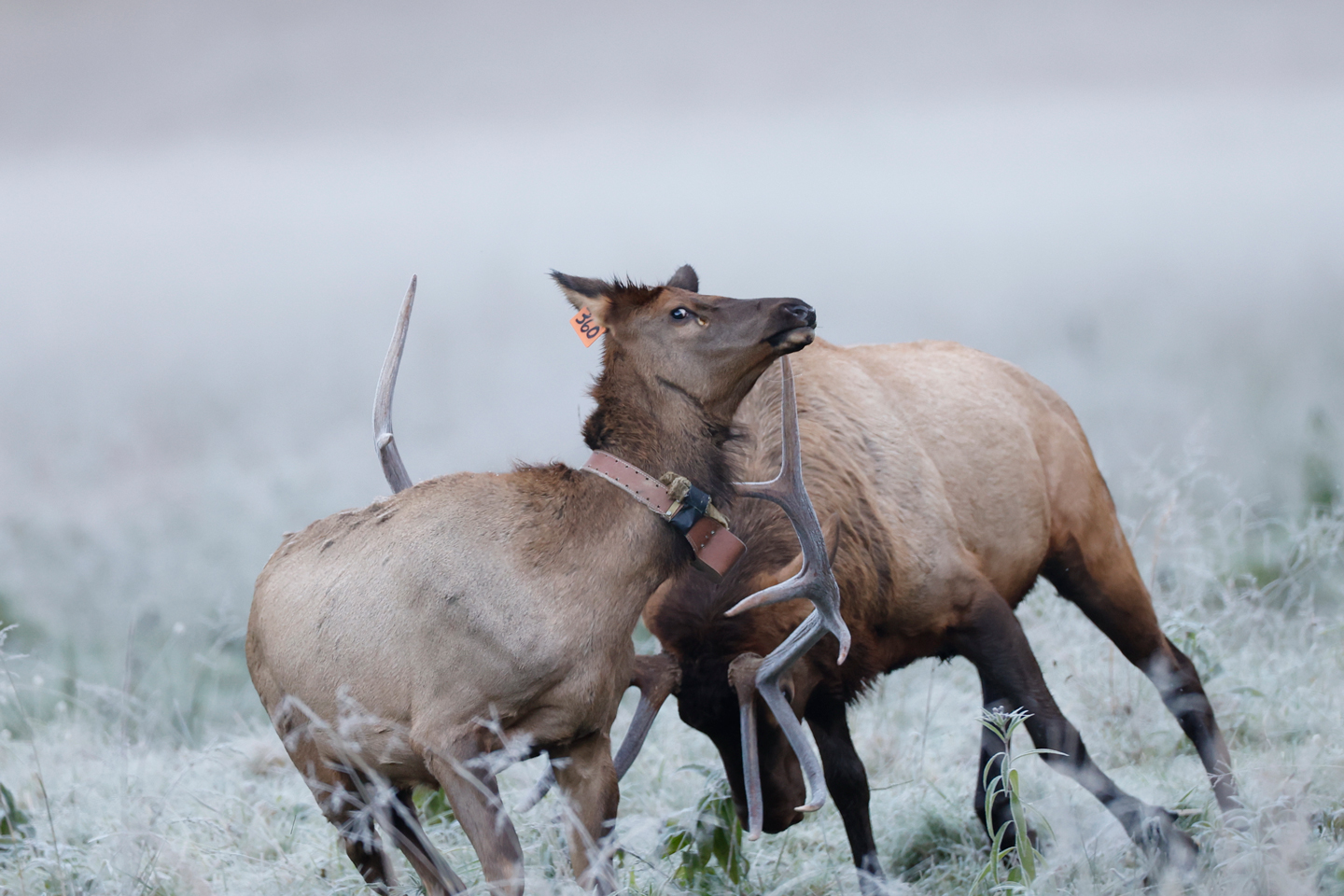 Bull elk kills cow in Smoky Mountains